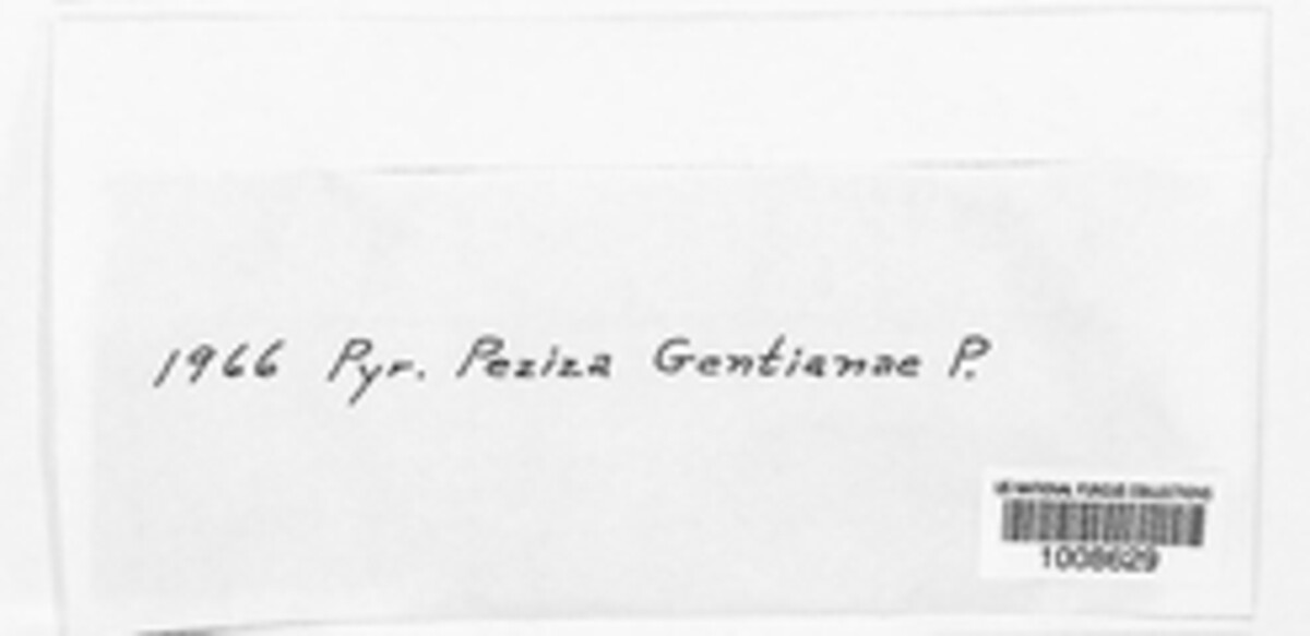 Peziza gentianae image
